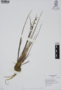 Juncus microcephalus image
